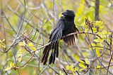 Groove-billed Ani